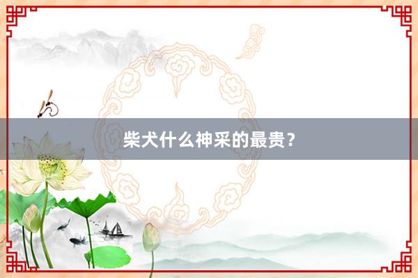 柴犬什么神采的最贵？